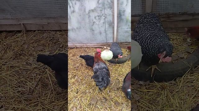 Подмосковная деревенька. Молодым курочкам дали кочан капусты. смотреть онлайн