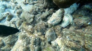 Подводный Мир Хургады КРАСНОЕ МОРЕ ХУРГАДА ОТДЫХ В ЕГИПТЕ 2019
