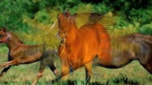 Жеребёнок.песенка для детей!