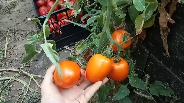Томат Сердце Ашхабада. Оранжевый помидор для консервации. смотреть онлайн