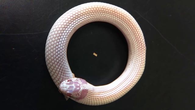 Животные, с Которыми Природа Обошлась Несправедливо смотреть онлайн