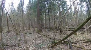 Подсочка березы
