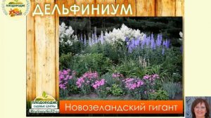 Дельфиниумы Виды Сорта Цветники