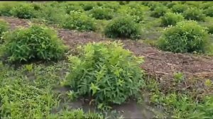 В гостях на плантации жимолости и голубики в Средней полосе.