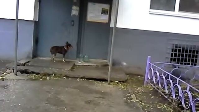 собака псих смотреть онлайн