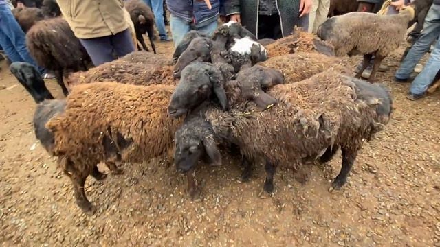 НАРХИ ГУСФАНД БАРАНЧИК БАРРА СЕРКА БУЗ ГИСАРСКИЙ ОВЦЫ ЧИСТО ОРГИНАЛ 2022