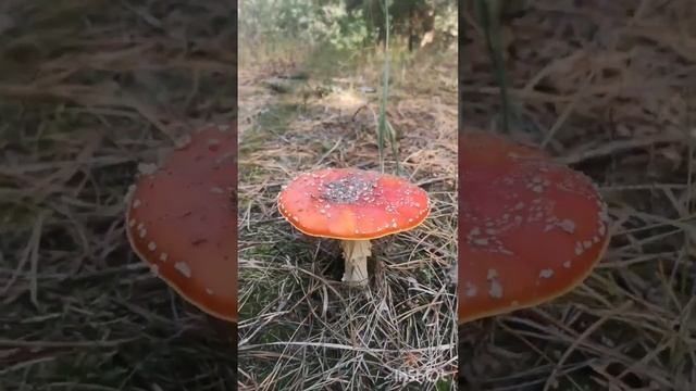 #amanita #mushroom