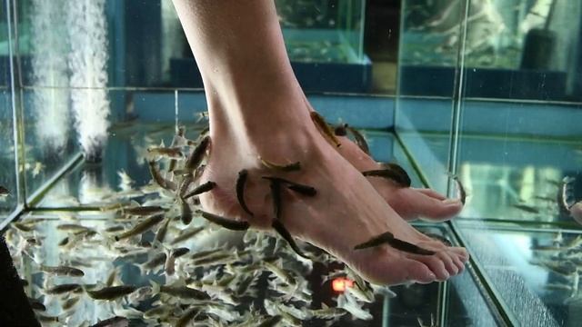 Новости из жизни "рыбов". Красивое. Локация Spa комплекс Ramada. смотреть онлайн