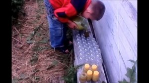 Как делать прополисное масло и прополисный мёд