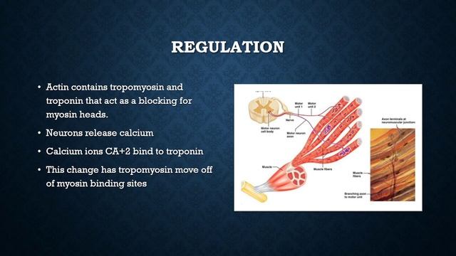 Sliding Filament Theory Demel