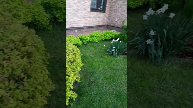 Клумбы под окошками)#garden #shоrts