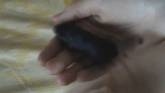 Мышка песчанка 15 дней. Детеныш песчанки Ляльки. Baby Mouse