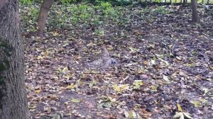 Дикий Ястреб-тетеревятник поймал голубя у нас под окнами.