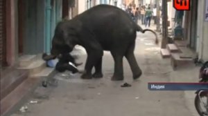 Слоны напали на город в Индии