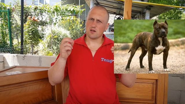 Питбуль против кане-корсо какая собака круче ??? Pitbull vs Cane Corso