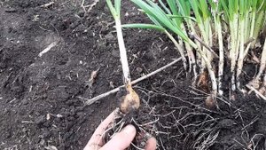 Посадка чеснока рассадой, сегодня ( Ukrainian garlic ) 15 апреля 2021 год