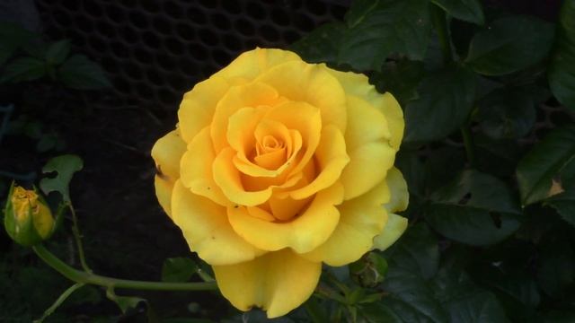 Роза Керио.mp4 смотреть онлайн