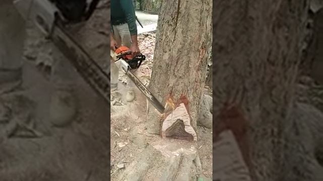 the special process of logging sonokeling on the island of Java смотреть онлайн