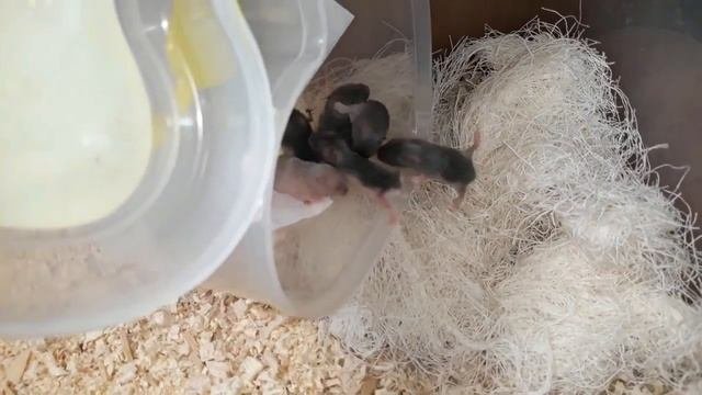 6 день жизни новорожденных хомячков +КОНКУРС