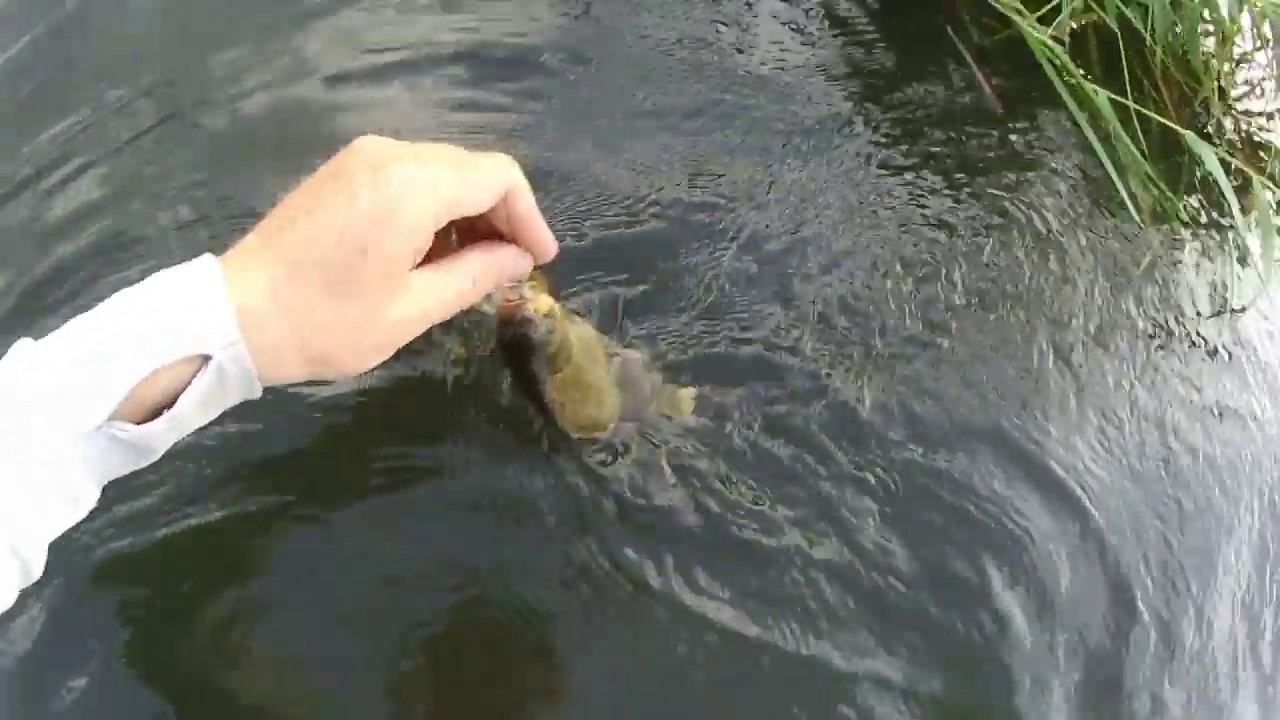 твичинг карася