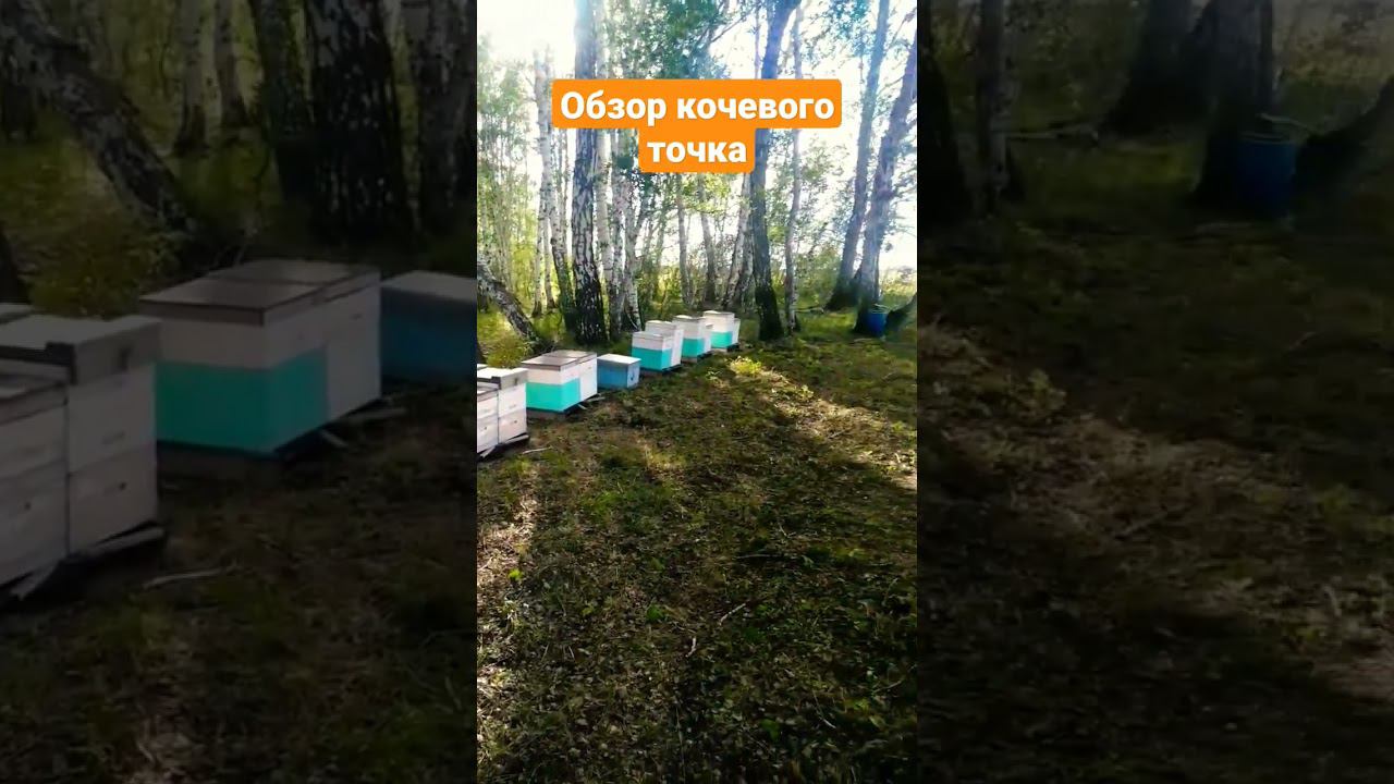 Пчёлы в деле. Гречиха. смотреть онлайн