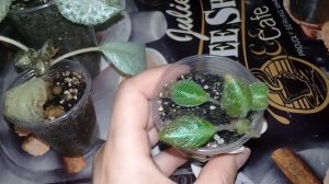 ??Мои комнатные цветы.Мои эписции.??