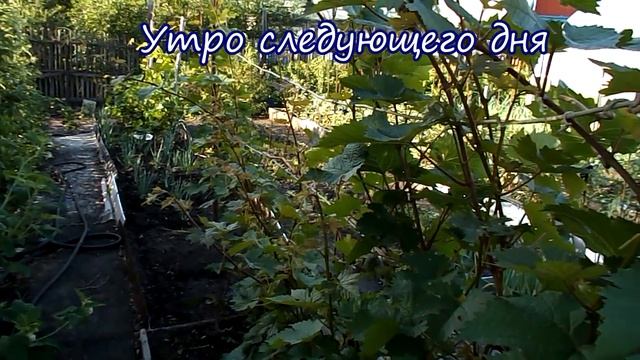 Дача 7- 8 июня 2023г Хроника смотреть онлайн