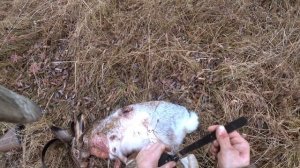 ОХОТА на ЗАЙЦА и фазана. КРУЧЕ открытия