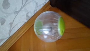 Выгуливаем нашего сирийского хомяка Тома по комнате в шаре для хомяков