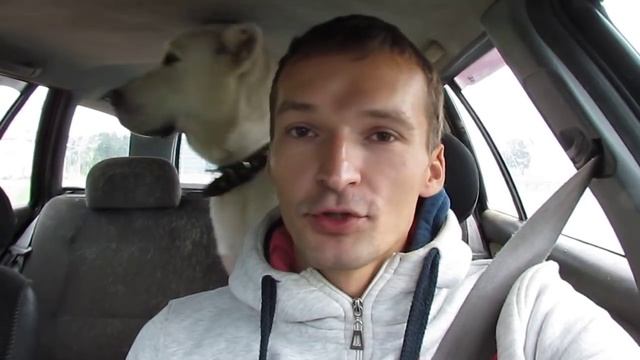 Взял кота из приюта смотреть онлайн