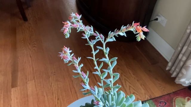 Echeveria Topsy Turvy смотреть онлайн