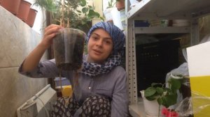 Нашия Nashia Inaguanensis и немного о фитильном поливе