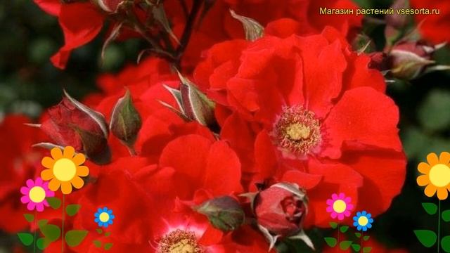 Роза кустовая Ротер Корсар. Краткий обзор, описание характеристик rosa Roter Korsar смотреть онлайн