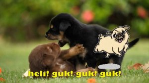 Anjing Kecil Lagu Anak Indonesia | Heli guk guk guk | Panda And Friends