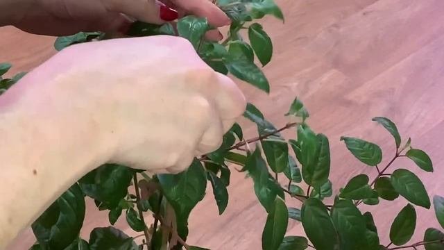 Фуксии штамбовые и кустовые в феврале, зимовка в домашних условиях мой опыт и советы