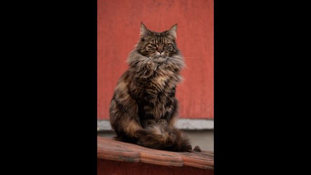 Кошки Мейн-Кун: Раскрыты топ-5 уникальных фактов