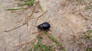 Жук вонючка.