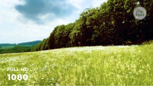 Звуки русского поля летом | Медитация на природе | Успокаивающие звуки природы