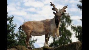 Удивительные соседи. Винторогий козёл