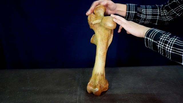 бедренная кость и коленная чашечка смотреть онлайн