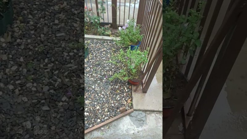 Южный сад сегодня.ОКТЯБРЬ
