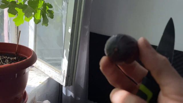 Инжир на подоконнике | Первый урожай смотреть онлайн