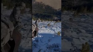 Охота в Горном Алтае!!!