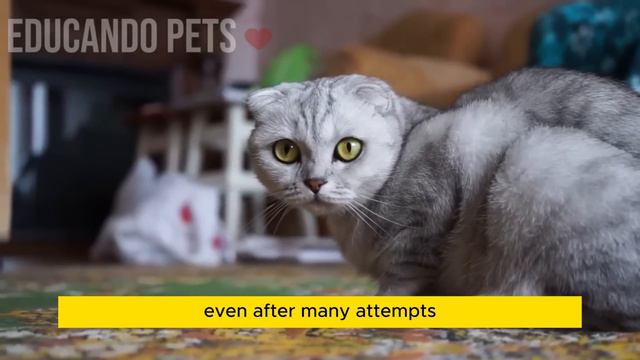 Spiritual meaning of each cat color