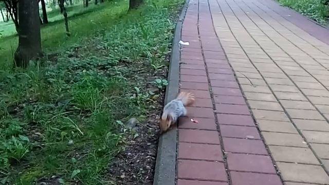 Белка в парке. смотреть онлайн