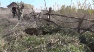 Садим пирамидальные тополя. 2016 год. Потеряевка.