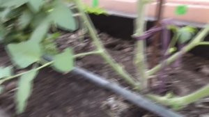 Как формировать Томатных Гномов? Я формирую своих Томатных Гномов в теплице так. Посмотрите.