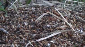 Весенняя грибалка или тихая охота!.mp4