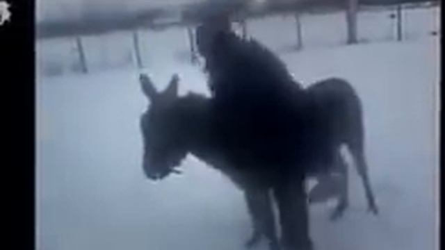 Подборка Смешных Осликов! Приколы!