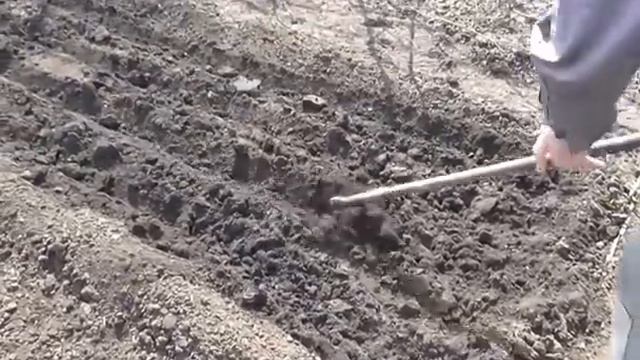 Весенний посев моркови. Морковные грядки смотреть онлайн